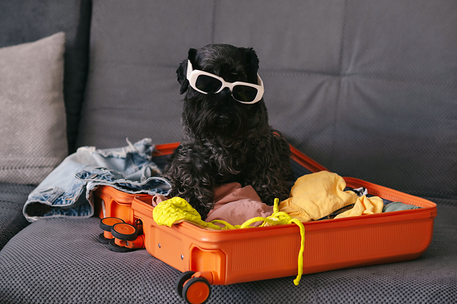 Pet-Friendly Travel